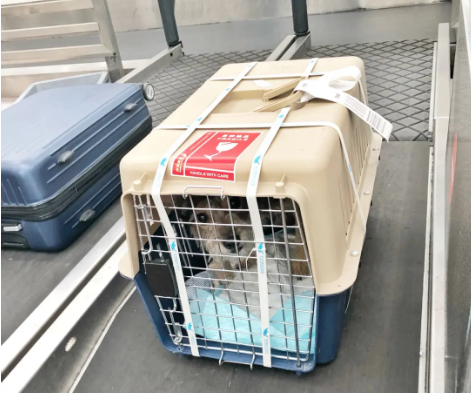 内蒙古宠物托运 宠物托运公司 机场宠物托运 宠物空运
